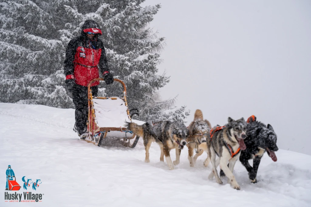 Una persona guida una slitta trainata da cani husky in un paesaggio innevato.