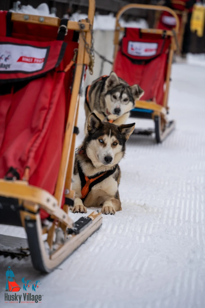 Due husky con slitte sulla neve.